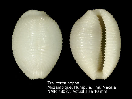 Trivirostra poppei.jpg - Trivirostra poppei Fehse,1999